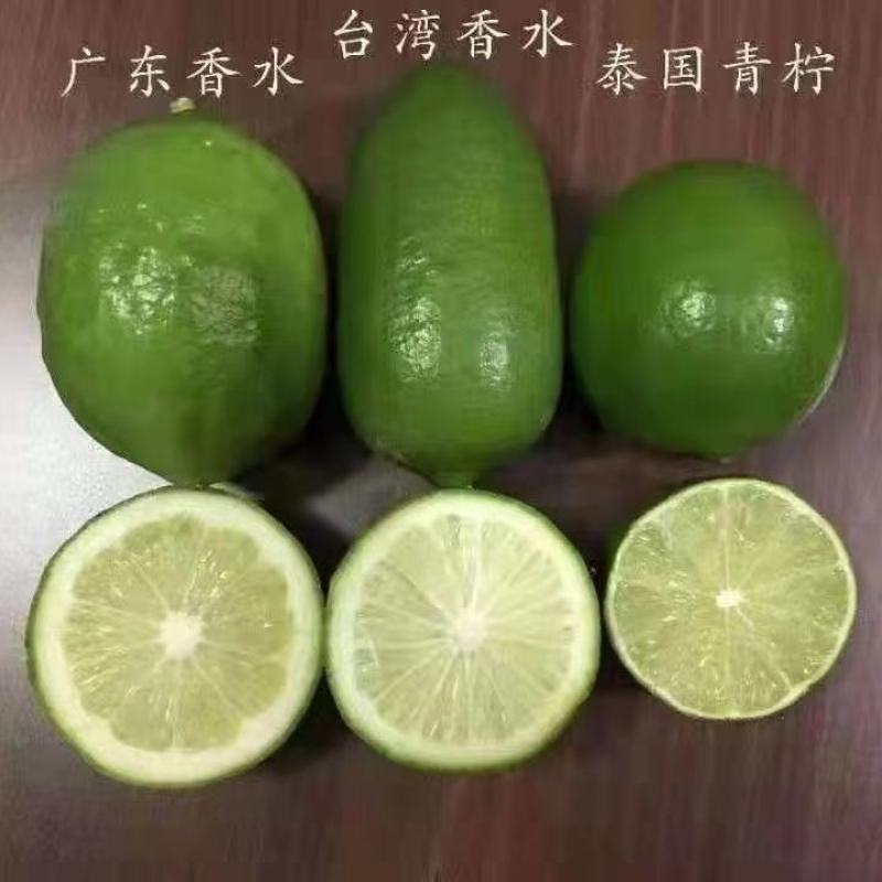 广东香水柠檬树苗台湾无籽嫁接食用无核盆栽地栽南方当年结果
