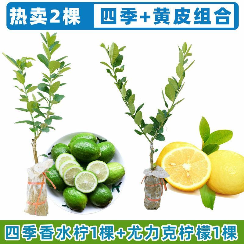 广东香水柠檬树苗台湾无籽嫁接食用无核盆栽地栽南方当年结果