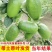广东香水柠檬树苗台湾无籽嫁接食用无核盆栽地栽南方当年结果