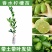 广东香水柠檬树苗台湾无籽嫁接食用无核盆栽地栽南方当年结果