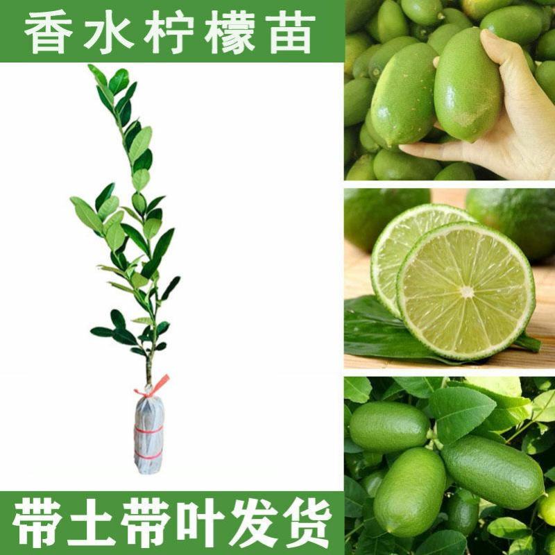 广东香水柠檬树苗台湾无籽嫁接食用无核盆栽地栽南方当年结果