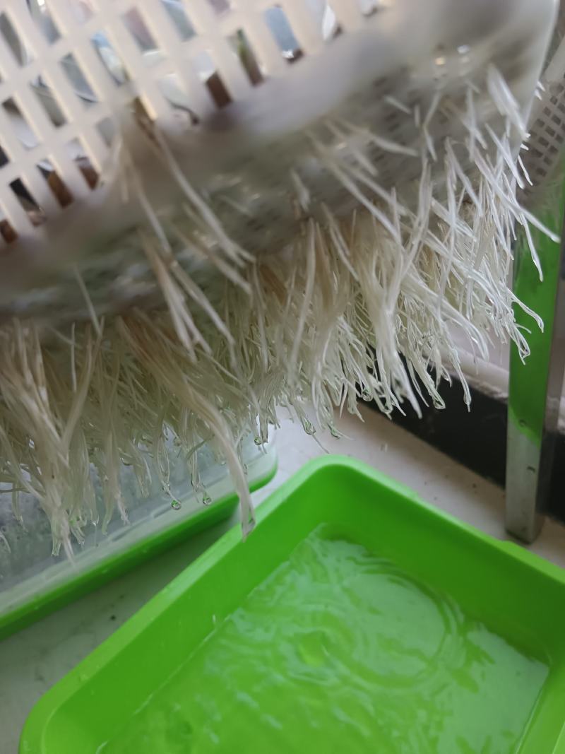【种子豆】农家自种精品大颗粒产地直销晶地达油莎豆