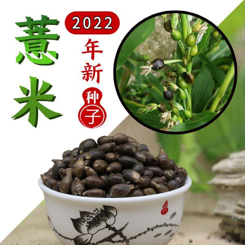 薏米种子四季高产香甜软糯食用薏苡仁中药材小粒薏米种子