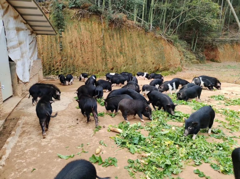 湖南放养藏香猪藏香猪一直在出货市场低价快来抢购