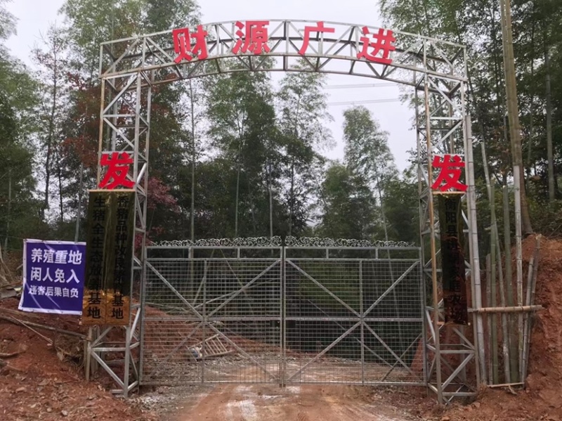 湖南放养藏香猪藏香猪一直在出货市场低价快来抢购