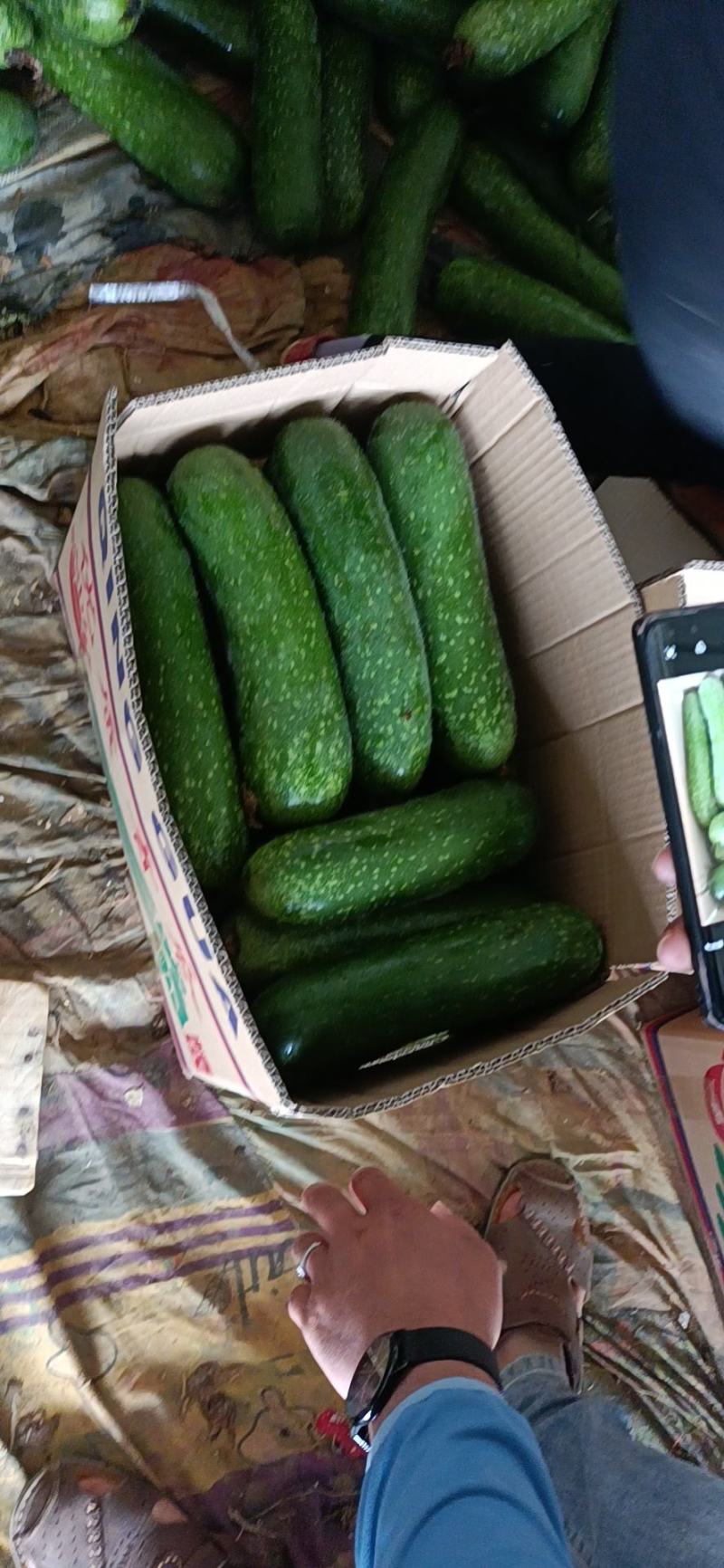 广西精品毛节瓜冬瓜节瓜上市中价格优品质好