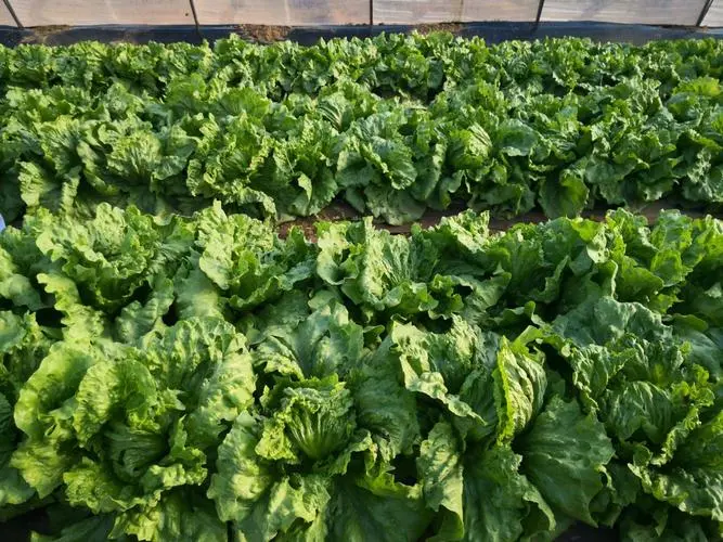两种生菜植株并列展示:左侧为唐生菜,呈开放散叶状,叶片宽大、深绿色,边缘轻微波浪;右侧为结球生菜,叶片紧密包裹成圆形球体,颜色浅绿偏白。背景为田间种植环境,土壤湿润,有滴灌带铺设 唐生菜与结球生菜外观对比图