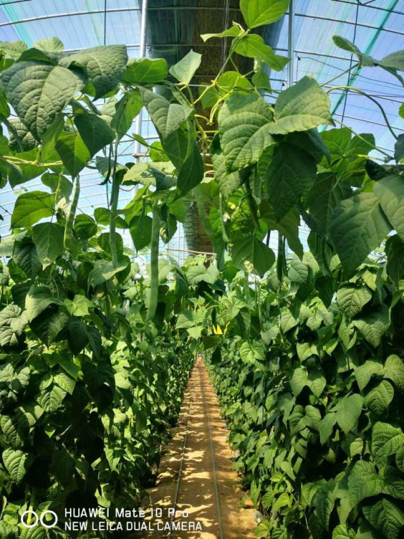 【推荐】大量供应芸豆，诚信经营，欢迎咨询，进店选购。
