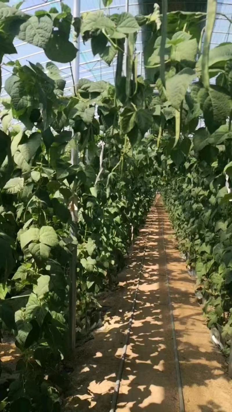 【推荐】大量供应芸豆，诚信经营，欢迎咨询，进店选购。