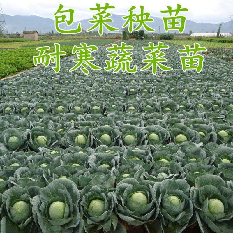 【云南】圆包菜甘蓝苗包菜苗品种齐全基地直供量大从优