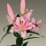 进口香水百合花种球重瓣四季开花好养易活室内阳台盆栽花卉绿