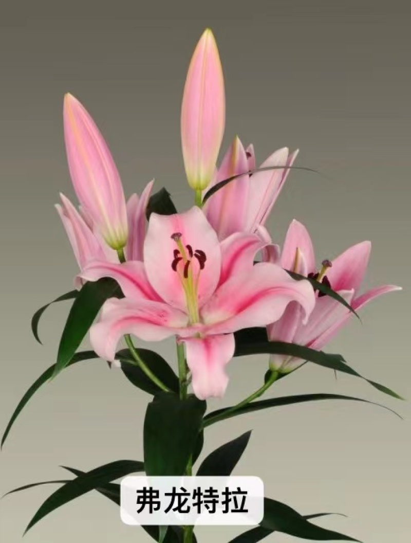 进口香水百合花种球重瓣四季开花好养易活室内阳台盆栽花卉绿