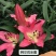 进口香水百合花种球重瓣四季开花好养易活室内阳台盆栽花卉绿