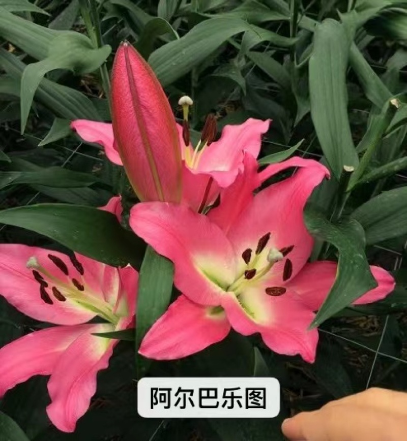 进口香水百合花种球重瓣四季开花好养易活室内阳台盆栽花卉绿