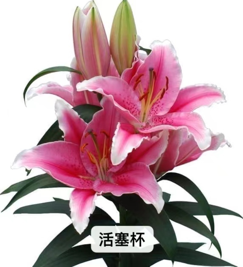 进口香水百合花种球重瓣四季开花好养易活室内阳台盆栽花卉绿