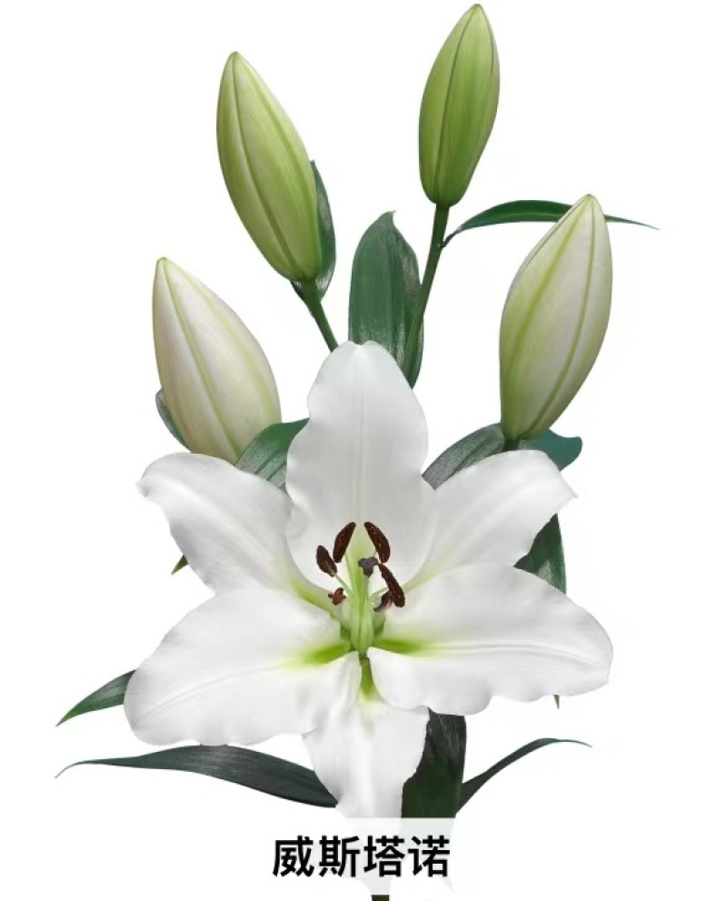 进口香水百合花种球重瓣四季开花好养易活室内阳台盆栽花卉绿