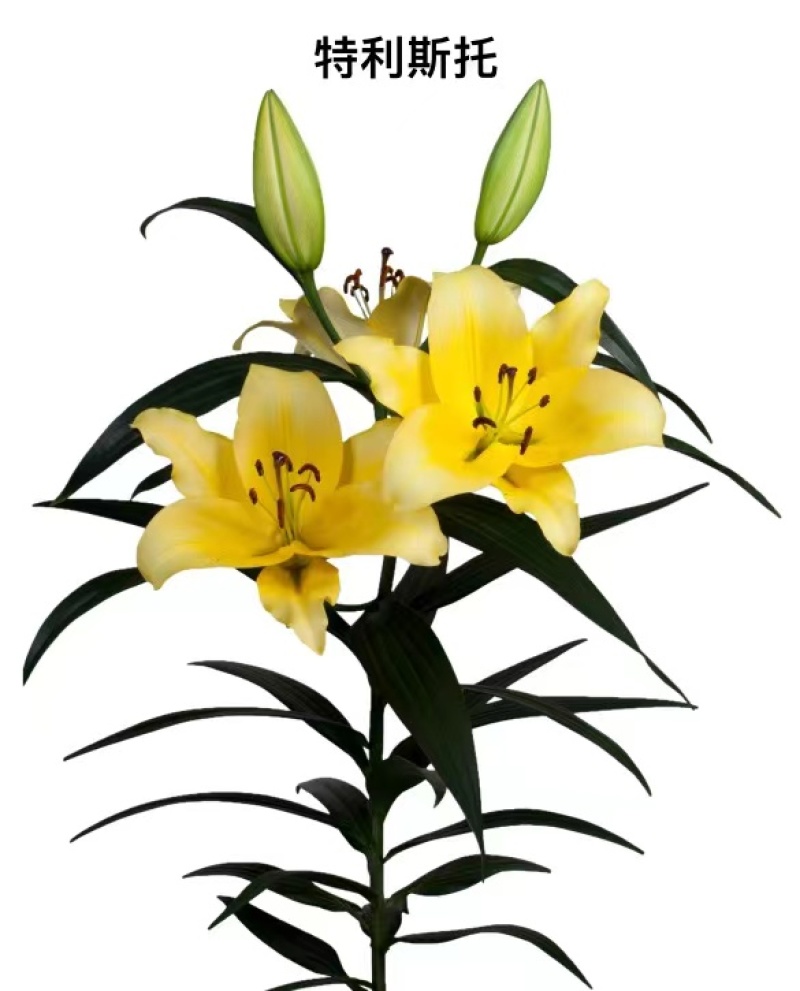 进口香水百合花种球重瓣四季开花好养易活室内阳台盆栽花卉绿