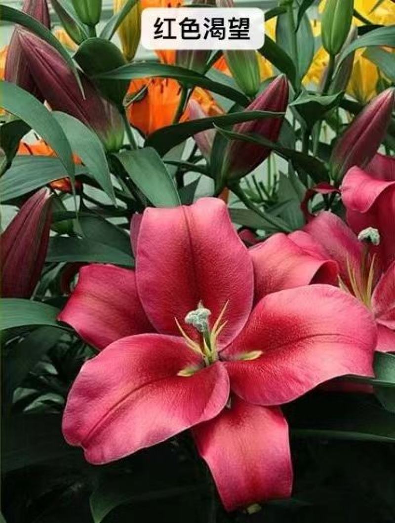 进口香水百合花种球重瓣四季开花好养易活室内阳台盆栽花卉绿