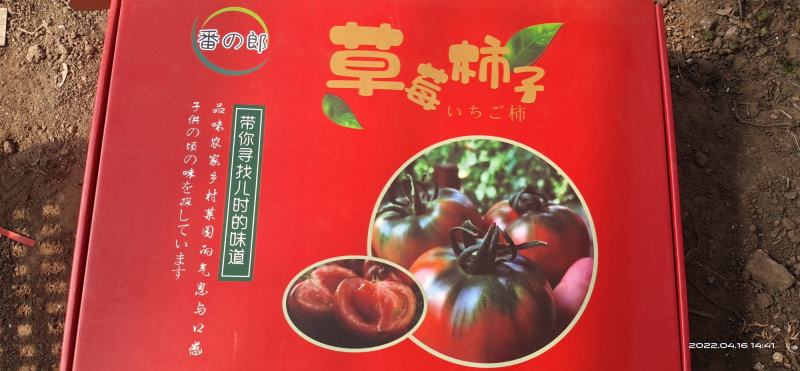 山东莱西草莓西红柿！口感好！微电商对接，一件代发