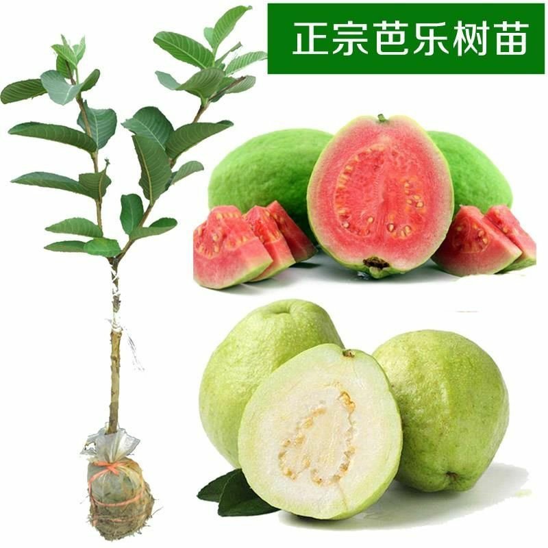番石榴苗无籽红宝石西瓜芭乐苗四季梨白心红心嫁接果树苗当年