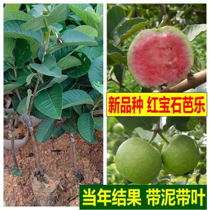 番石榴苗无籽红宝石西瓜芭乐苗四季梨白心红心嫁接果树苗当年