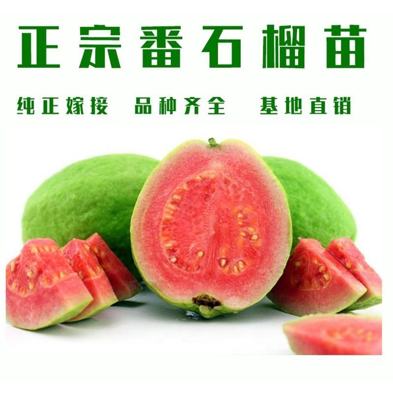 番石榴苗无籽红宝石西瓜芭乐苗四季梨白心红心嫁接果树苗当年