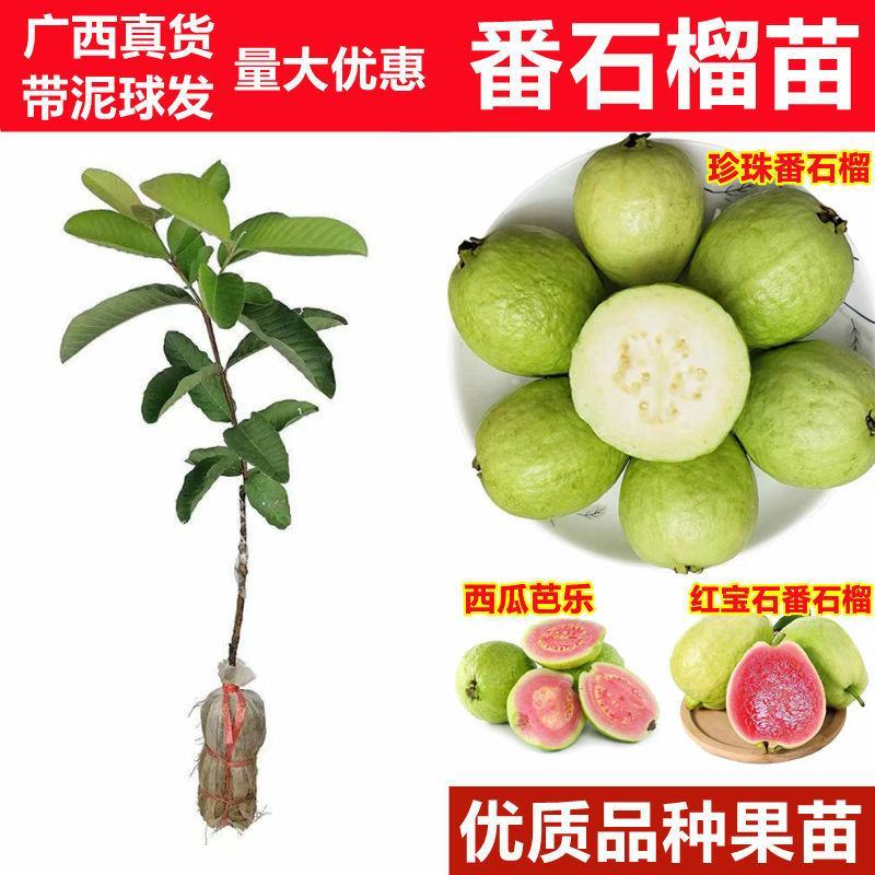 番石榴苗无籽红宝石西瓜芭乐苗四季梨白心红心嫁接果树苗当年