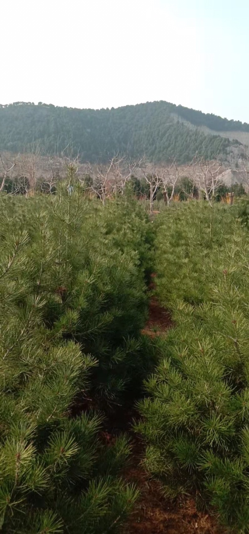 卖松树！造型松！油松！白皮松！规格齐全！保证质量！