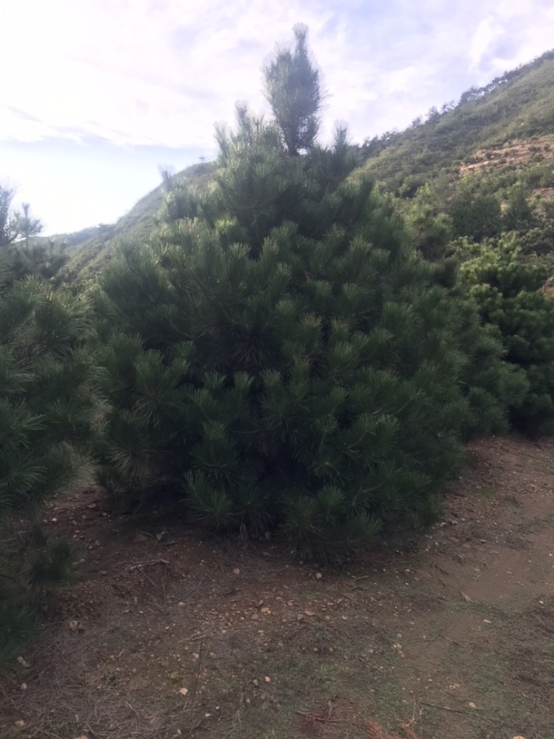 卖松树！造型松！油松！白皮松！规格齐全！保证质量！