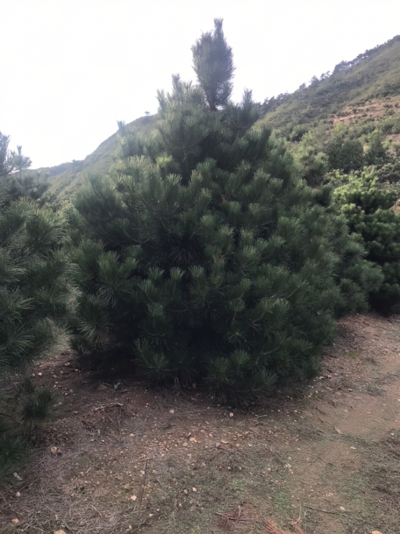 卖松树！造型松！油松！白皮松！规格齐全！保证质量！