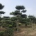 卖松树！造型松！油松！白皮松！规格齐全！保证质量！