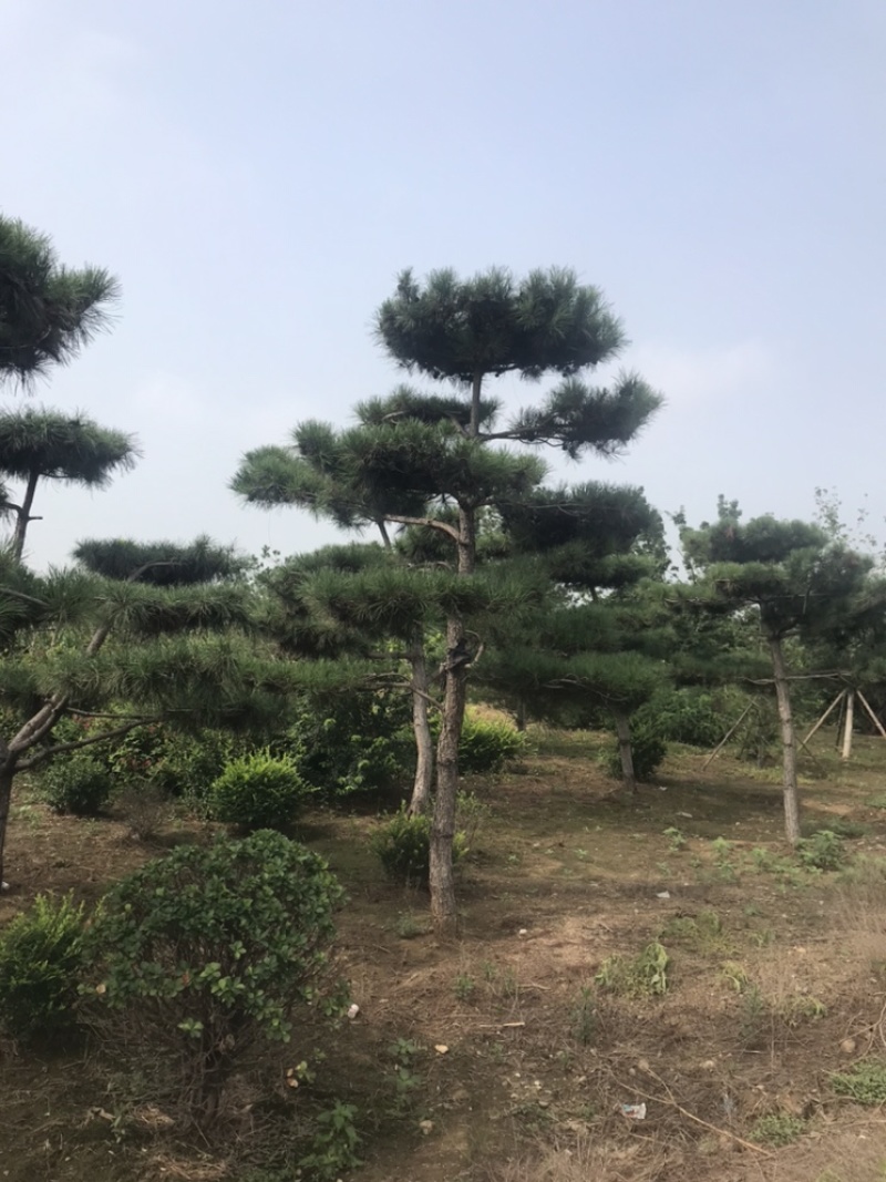 卖松树！造型松！油松！白皮松！规格齐全！保证质量！