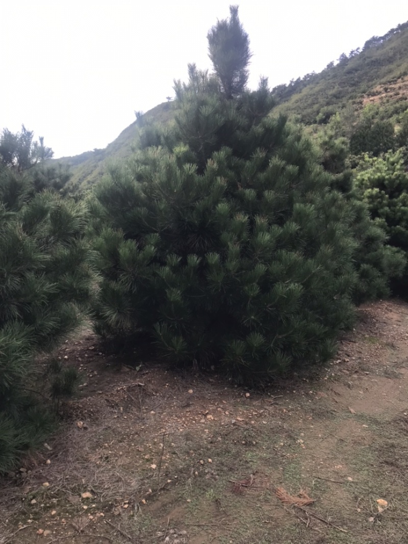 卖松树！造型松！油松！白皮松！规格齐全！保证质量！