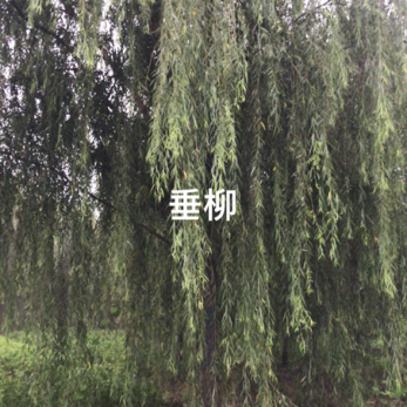 卖柳树！垂柳！汉柳！馒头柳！保证质量！保成活！