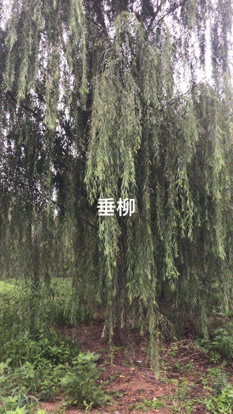 卖柳树！垂柳！汉柳！馒头柳！保证质量！保成活！