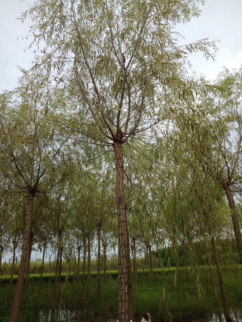 卖柳树！垂柳！汉柳！馒头柳！保证质量！保成活！