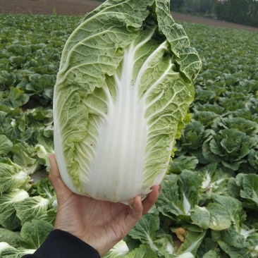 黄心大白菜，精品白菜，黄心菜。中颗黄心菜，