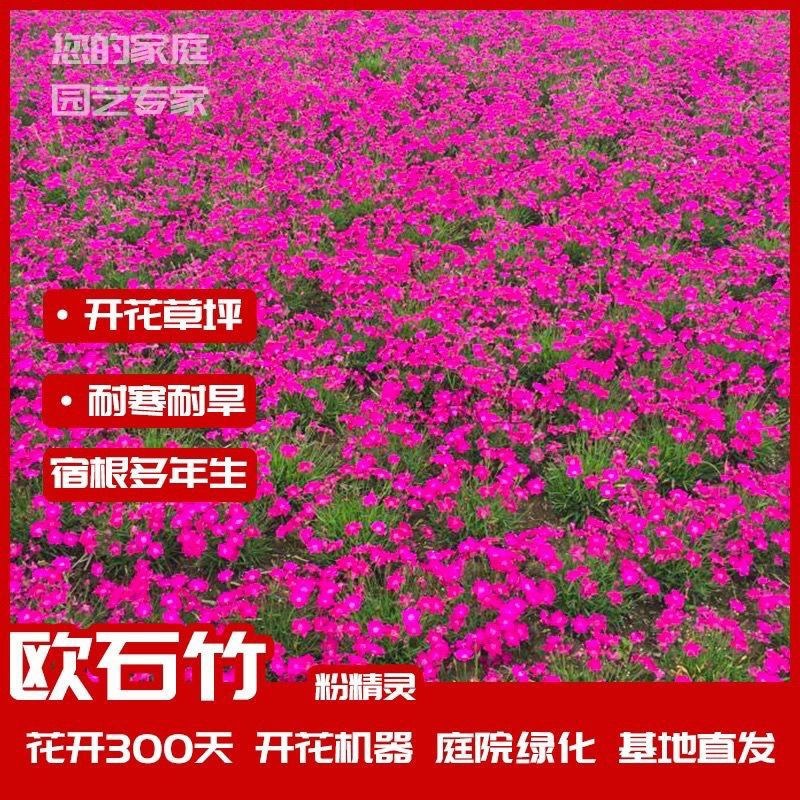 欧石竹鸢尾美人樱金叶佛甲草基地直供
