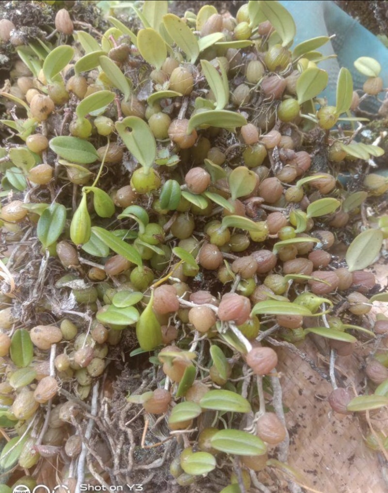 石橄榄、单叶小果红豆