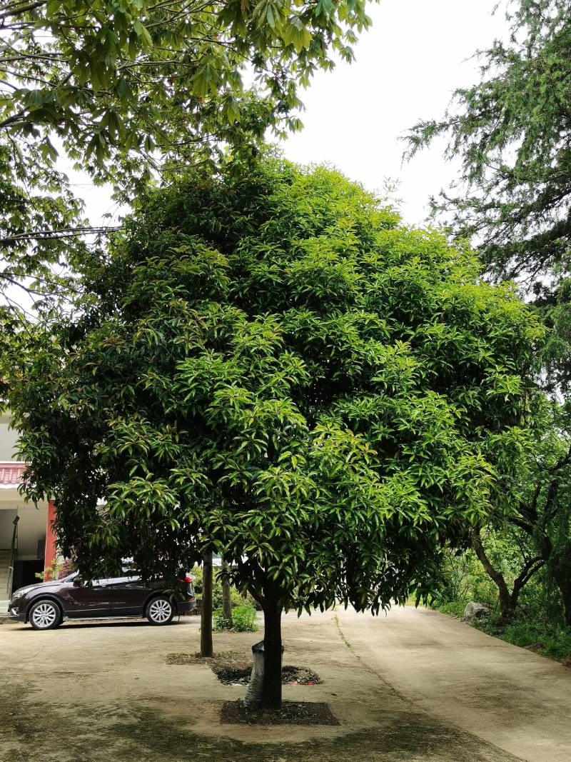 黄金桂花树低价热销欢迎洽谈