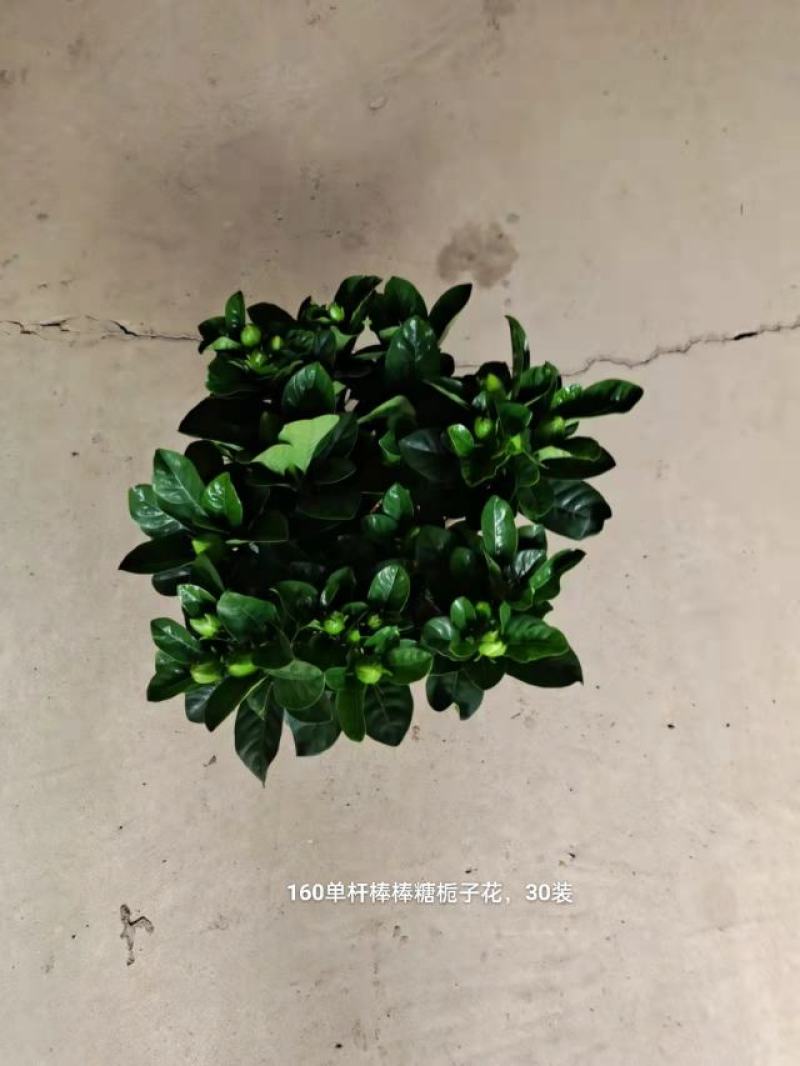 160单杆棒棒糖栀子花9.5元一颗一箱60棵发货标准参考