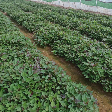 河北脱毒原种西瓜红红薯苗基，高质量高品质。
