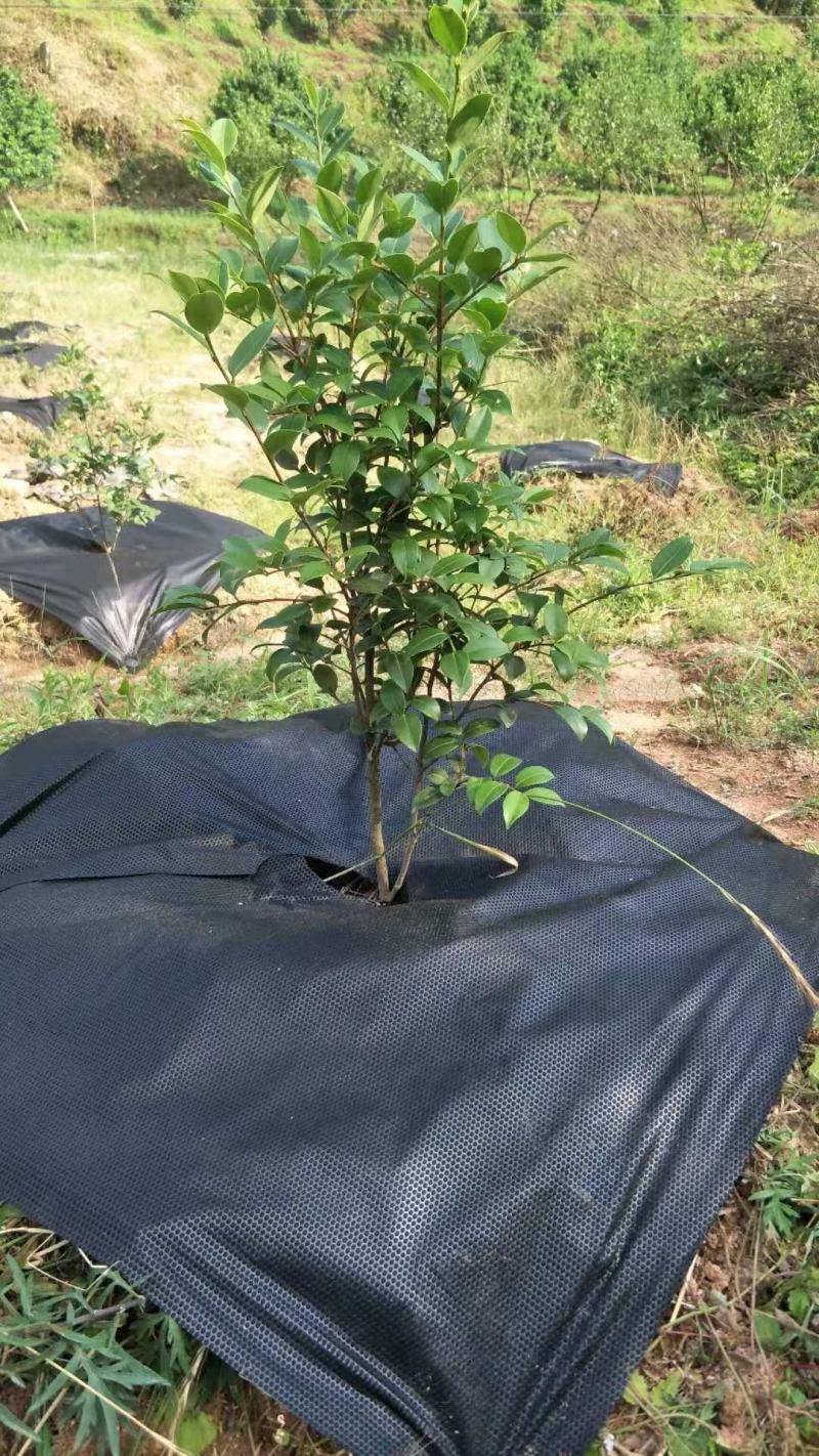 打孔pe防草布多少钱一米，加工单张，连续打孔