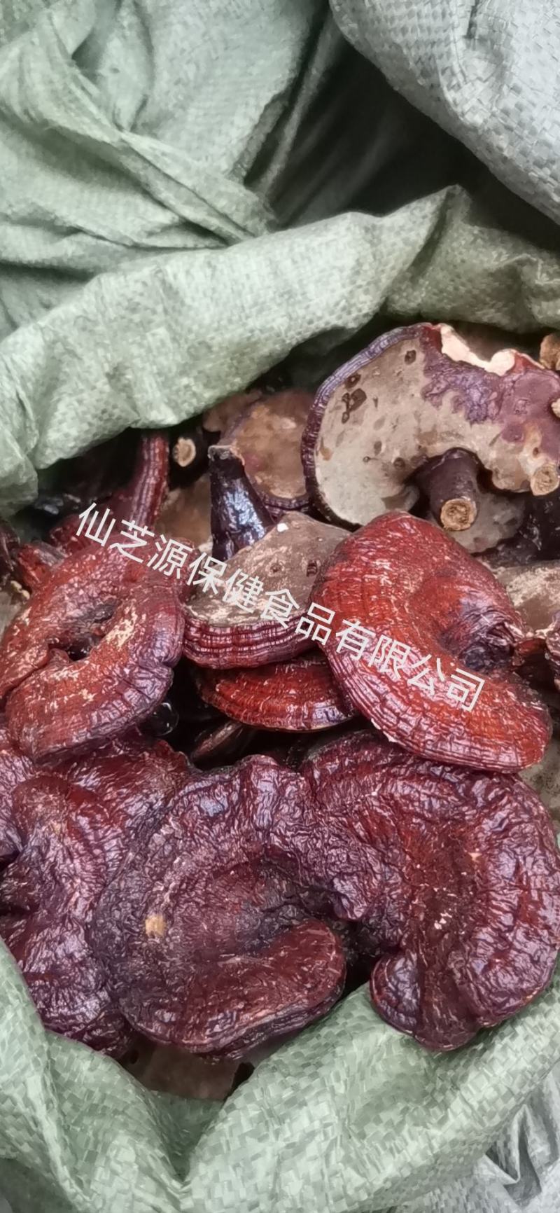 红灵芝，产地大量供应各种规格高含量，无农残灵芝，免费打粉