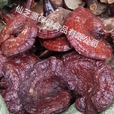 红灵芝，产地大量供应各种规格高含量，无农残灵芝，免费打粉