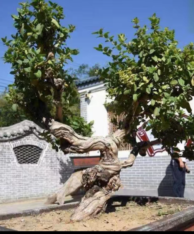 金银花树桩