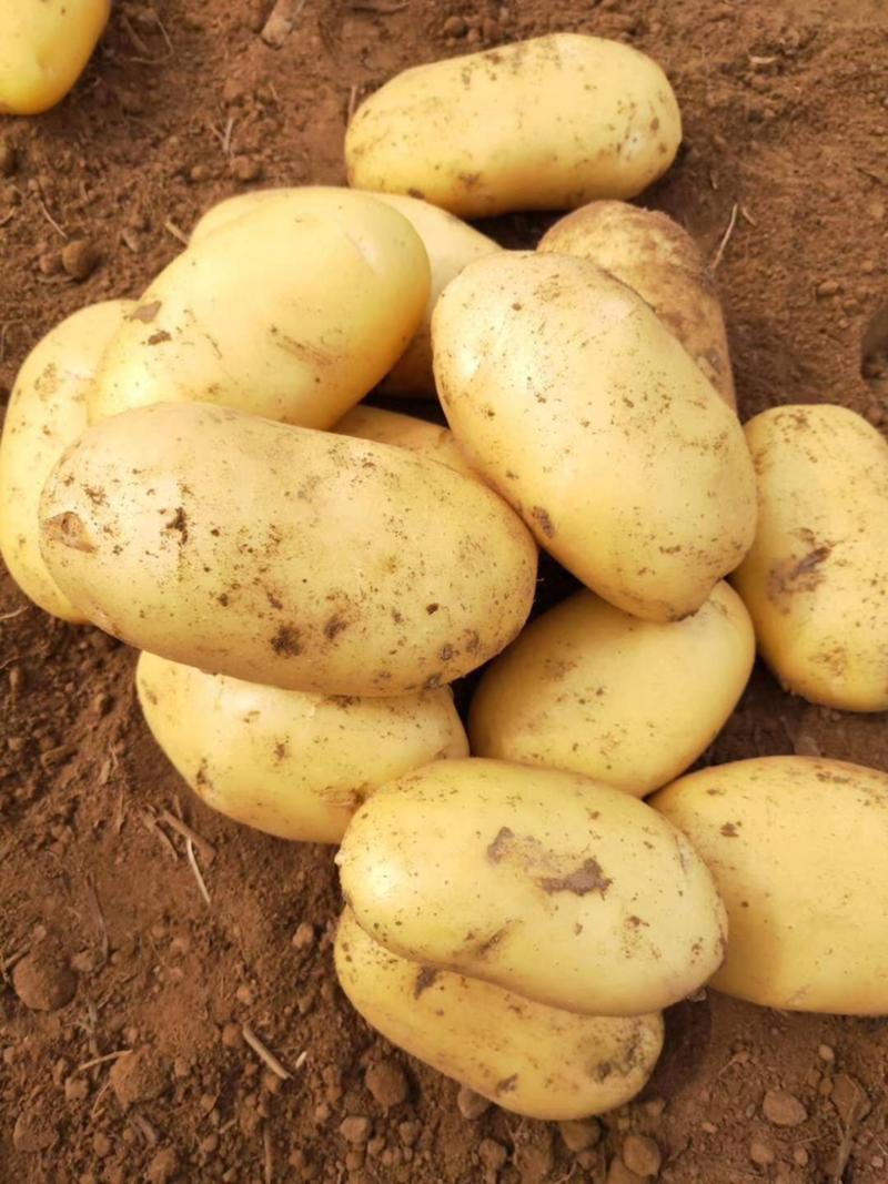 土豆种，精品土豆种大量供应，大量有货，产量高