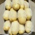 新品3两-6两土豆，人工现挑选，电商超市平台专用