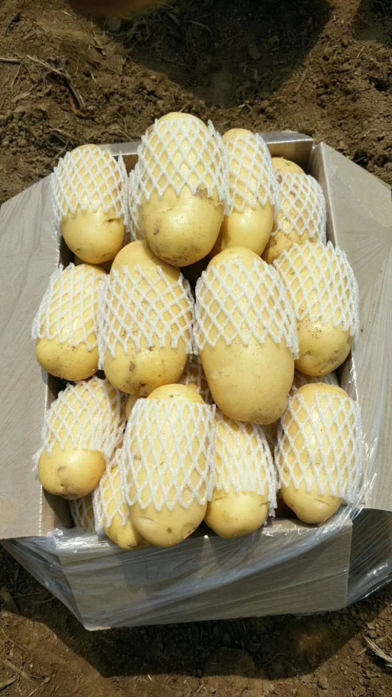 新品3两-6两土豆，人工现挑选，电商超市平台专用