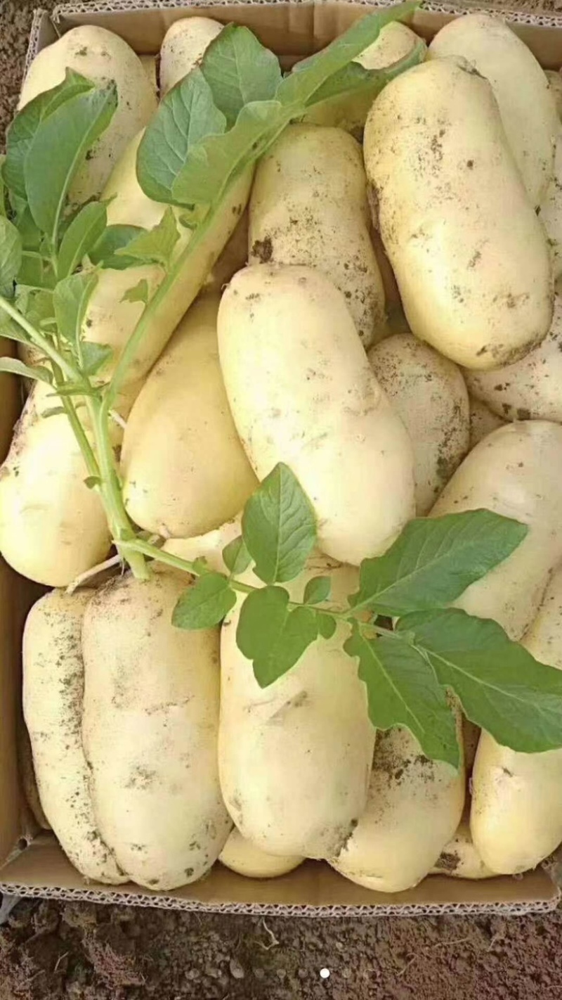 新品四两通天食堂土豆，价格便宜，大量供应，欢迎采购
